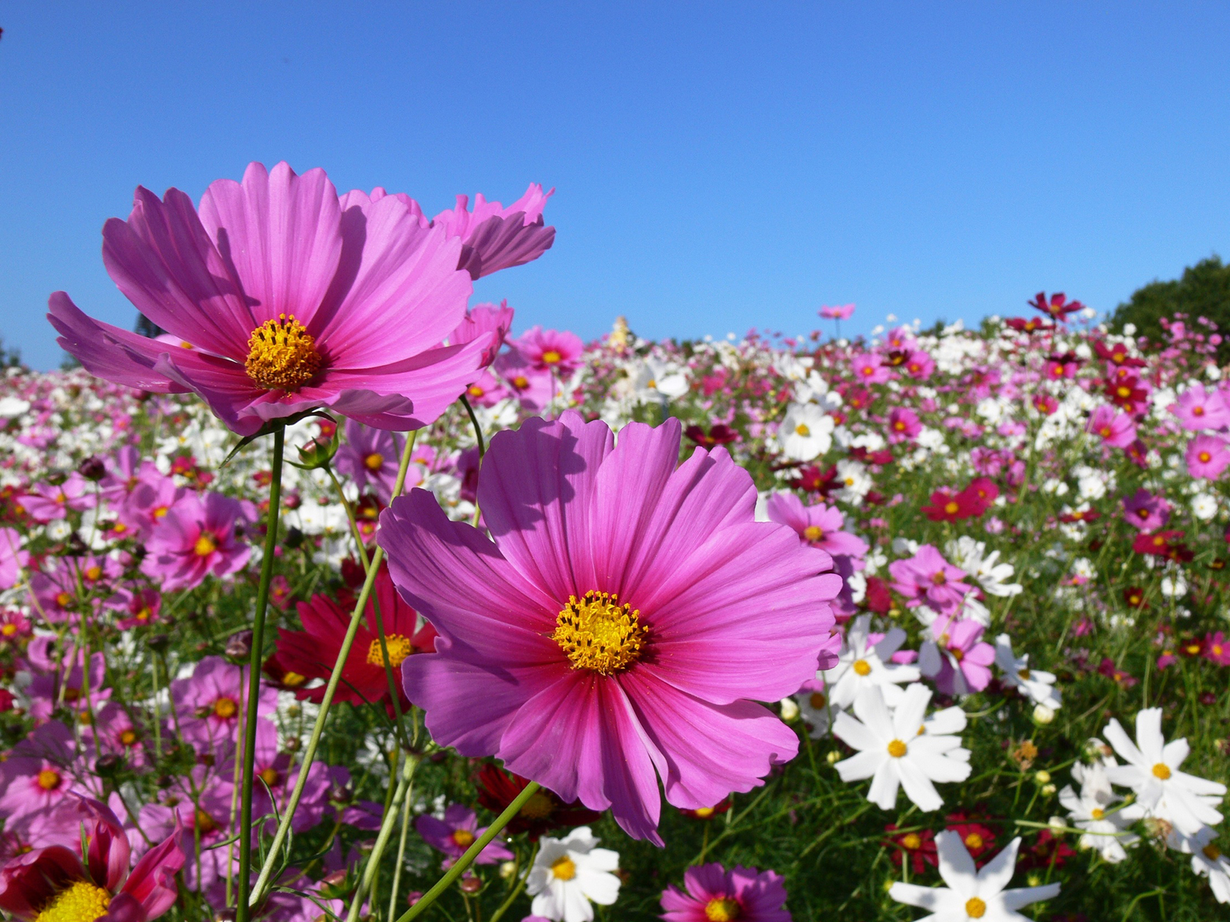 Nahaufnahme einer bunten Blumenwiese.