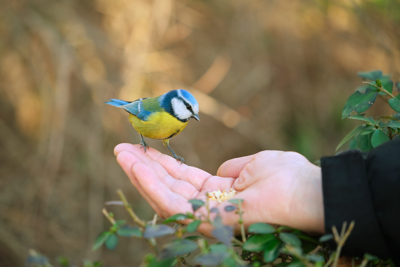 Ein bunter Vogel frisst Vogelfutter aus der Hand.