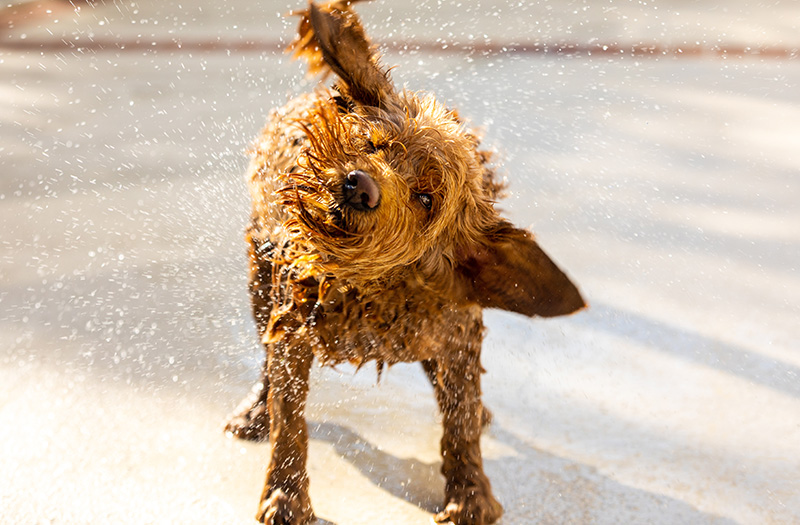 Ein kleiner Hund schüttelt sein nasses Fell