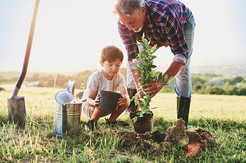 Ein älterer Mann pflanzt mit einem Kind einen Strauch ein