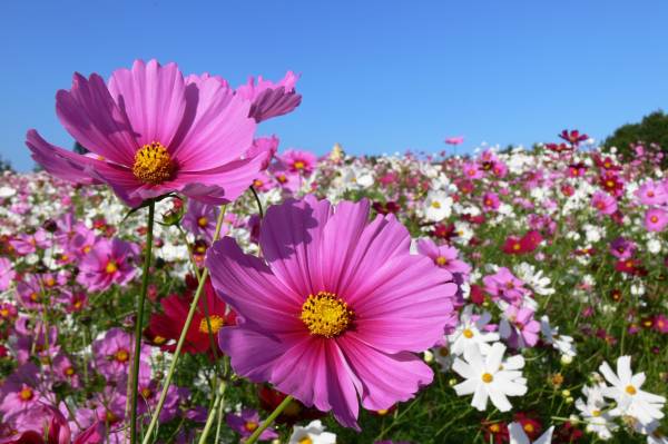 Sommer-Öffnungszeiten