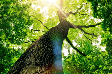 Baum mit grüner Blattkrone im Sonnenlicht